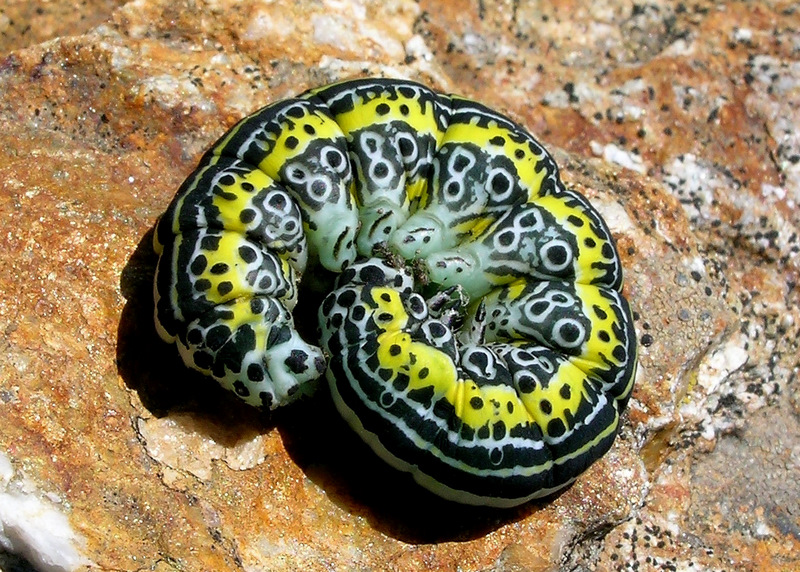Forse bruco di Cucullia sp.?